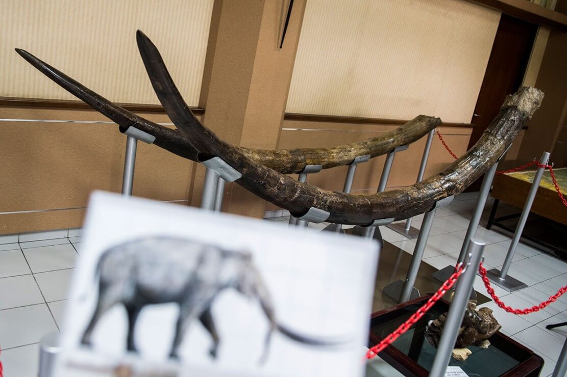 Fosil Gading Gajah Berusia 1,5 Juta Tahun Ditemukan di Jawa Barat